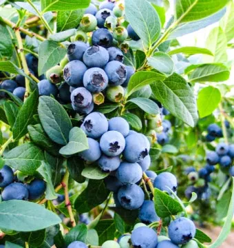 블루베리 효능 먹는법 하루 섭취량 쥬스_4