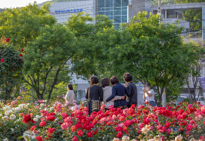 대구 이곡 장미공원 장미축제