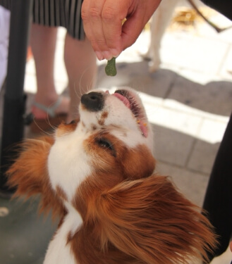 맛있는 간식을 먹으려는 강아지 모습