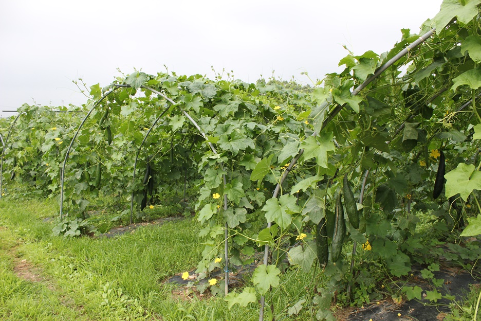 마시기 편한 국산 수세미즙 기침 멈춘 비밀