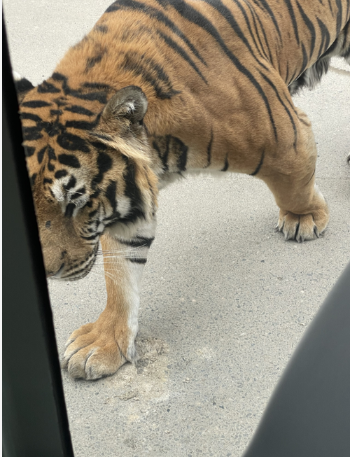 에버랜드 사파리월드