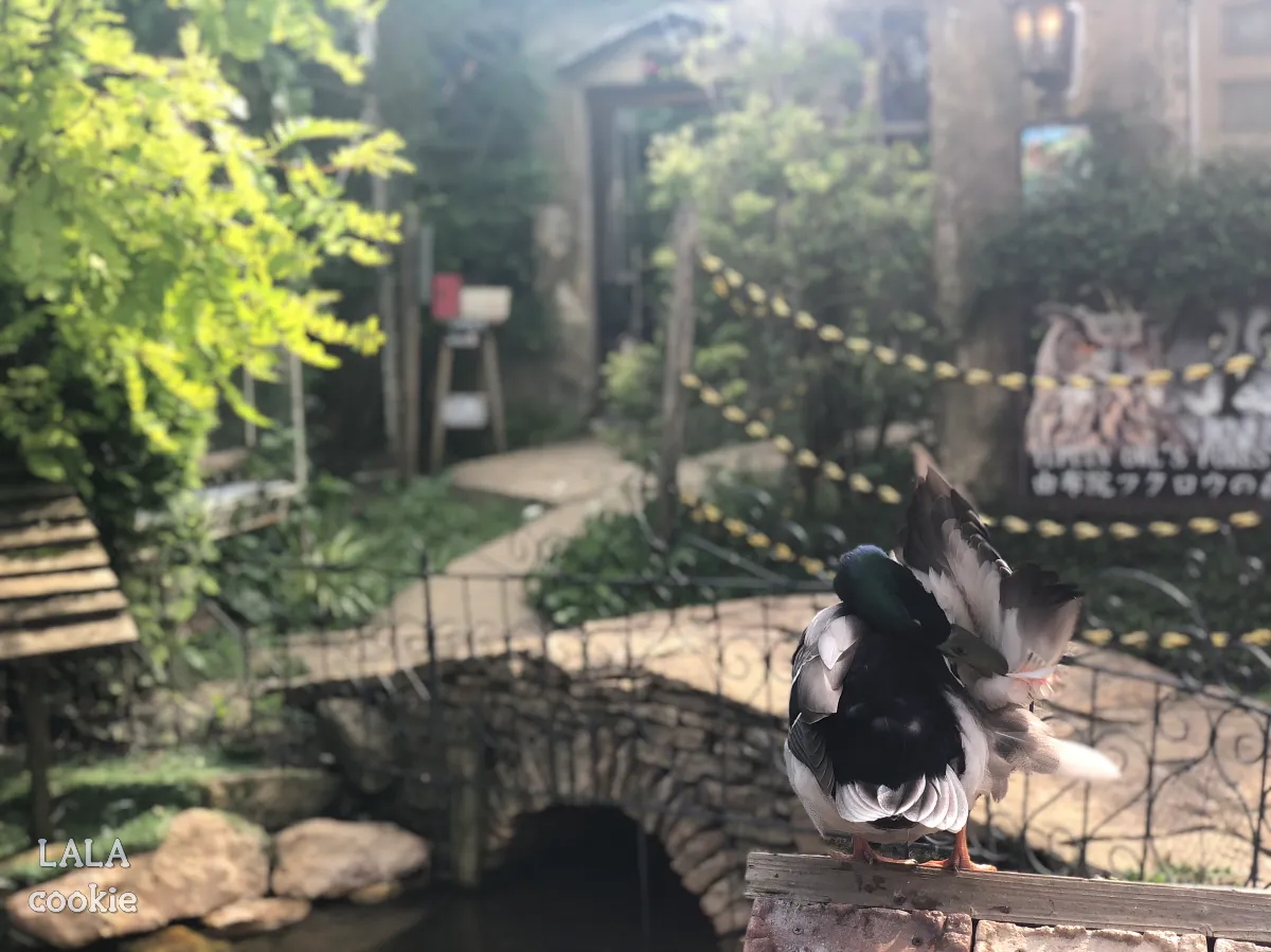 후쿠시마-유후인-가볼만한-곳-플로랄빌리지-후기-호수에-살아있는-새