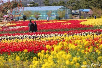 태안 안면도 튤립축제