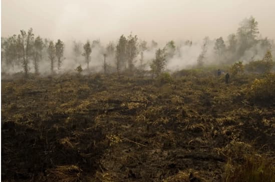 탄소잡는 이탄지가 훼손된 모습