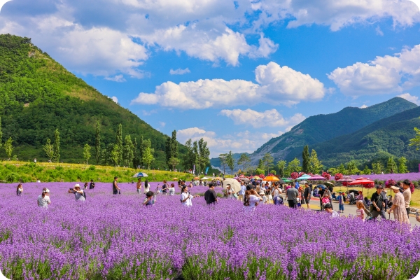 동해 무릉별유천지 라벤더 축제 2025&amp;#44; 일정&middot;포토존&middot;네이버예약&middot;주차안내 총정리
