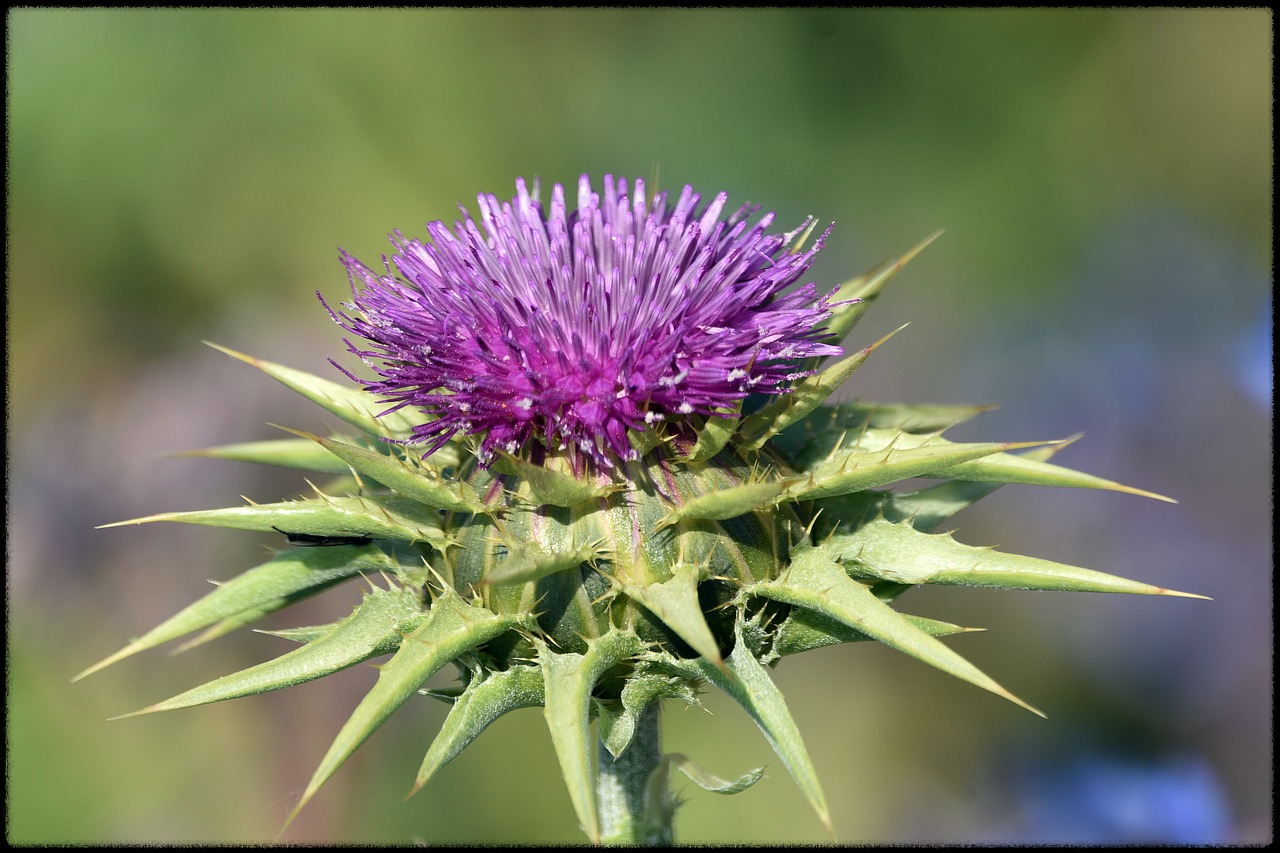 밀크씨슬 이미지3