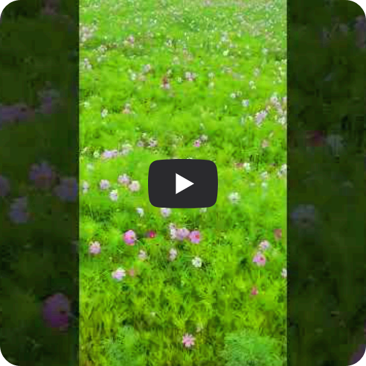 보슬비, 새소리, 그리고 코스모스