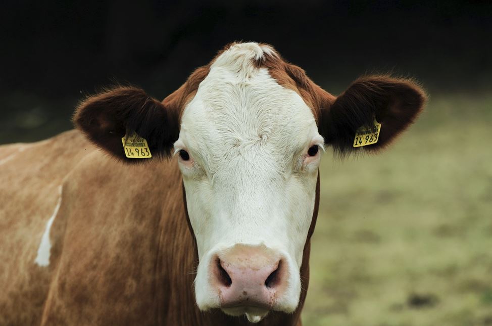2026년 소띠 운세 총정리