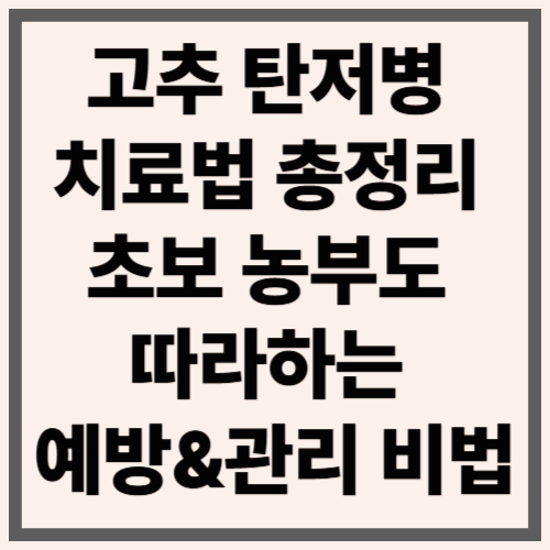 고추 탄저병 치료법 총정리|초보 농부도 따라하는 예방&관리 비법