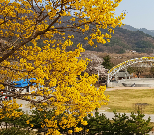 산수유