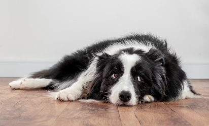 누워있는 강아지