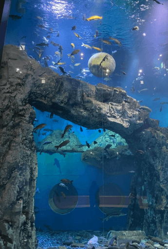 다누리아쿠아리움