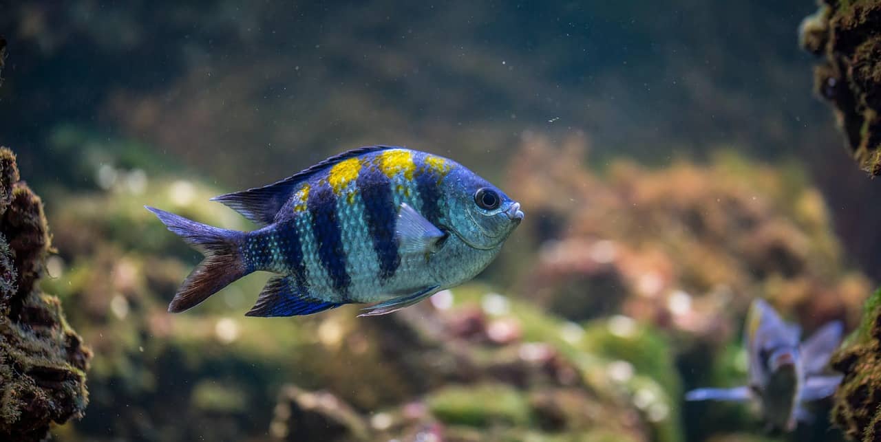새 물고기 첫날 관리법: 물맞댐부터 첫 먹이까지 초보자 가이드