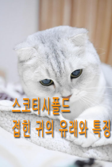 스코티시폴드 접힌 귀의 유래와 특징