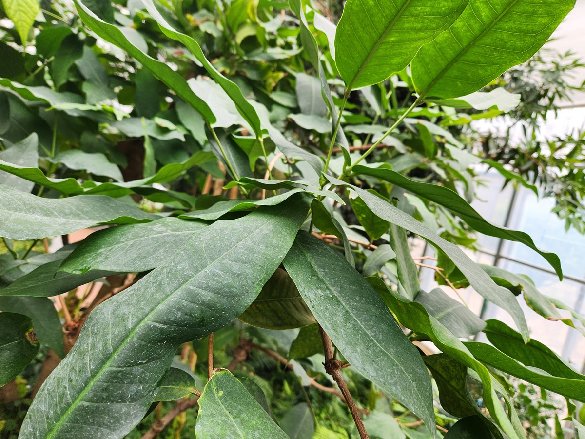말레이애플 Malay Apple