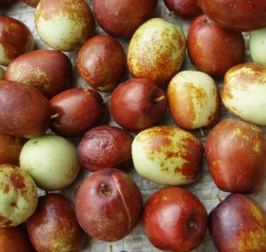 대추 효능과 부작용 고르는법 칼로리