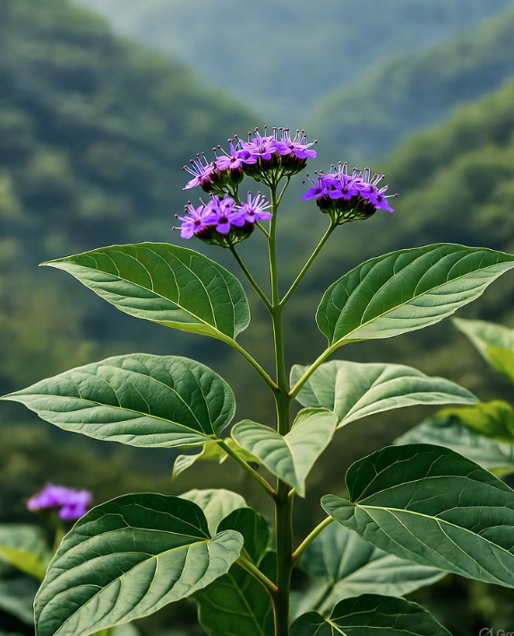 우엉 관련 사진