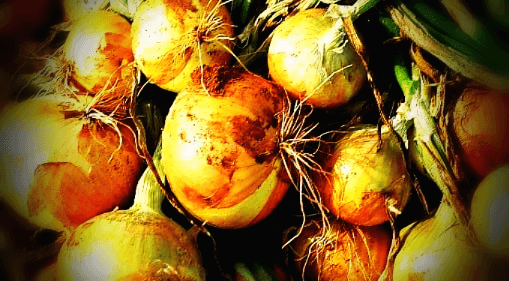 수확한-양파-사진