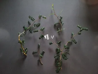 북향집 식물 선택 저조도관리 물주기 식물등 활용 방법_9