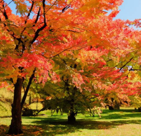 2024 유명한 산 단풍 시기