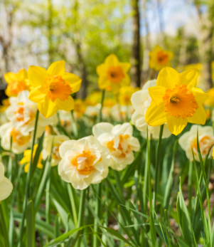 화담숲 봄 수선화 축제
