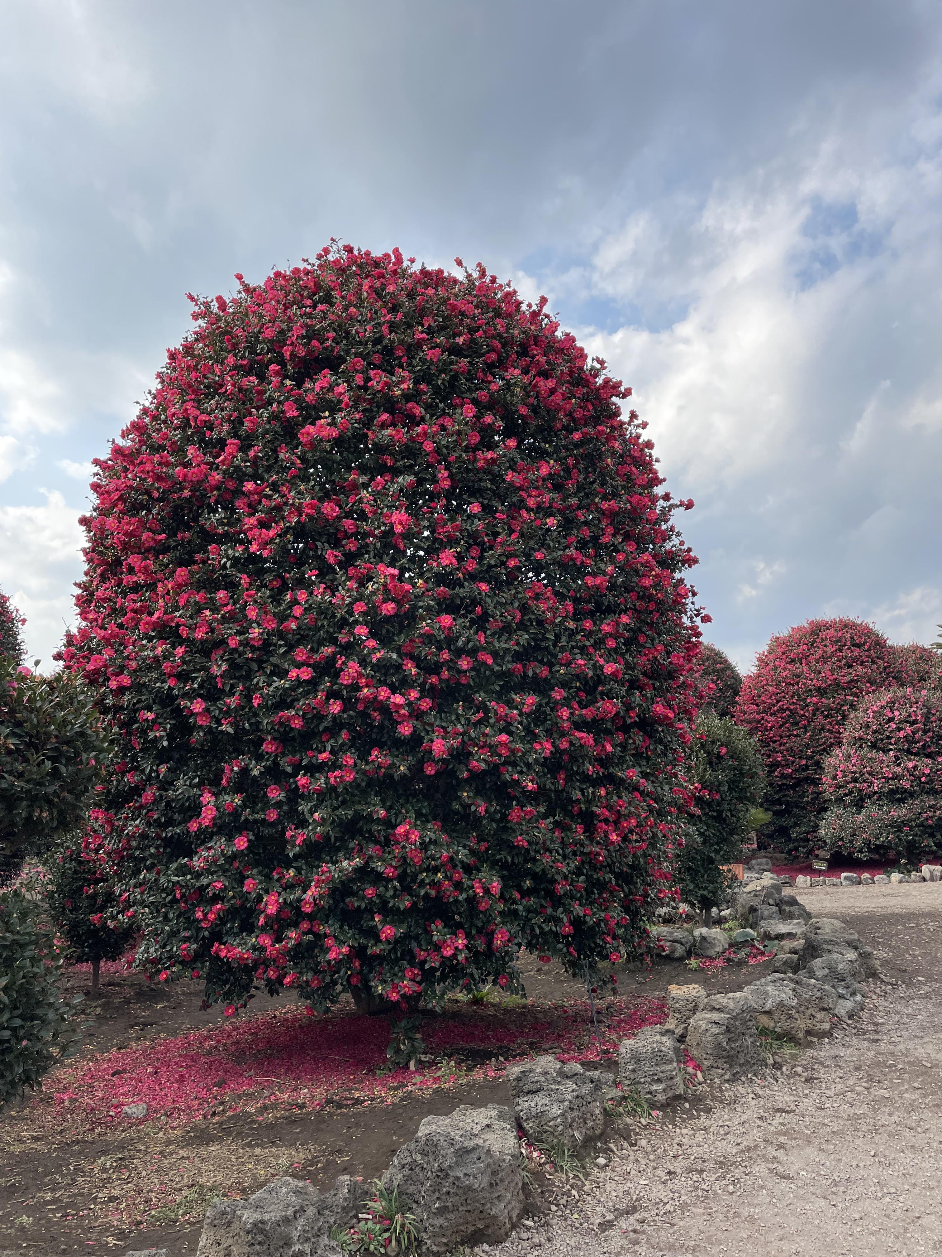 제주동백수목원