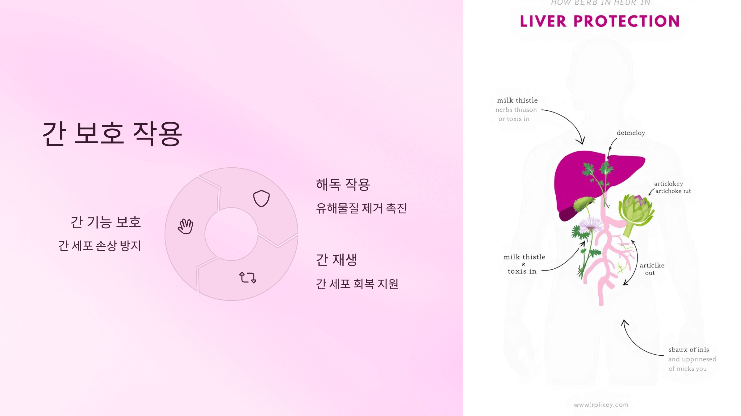 히비스커스 사진입니다.