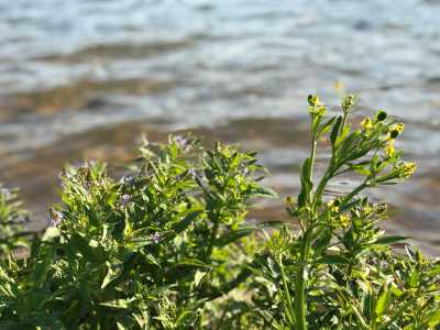 뒤에 바다를 배경으로 핀 풀잎과 꽃 사진