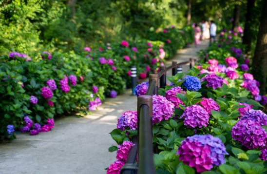 전라도 수국명소 추천 7곳, 수국이 만개한 아름다운 여름을 걷다