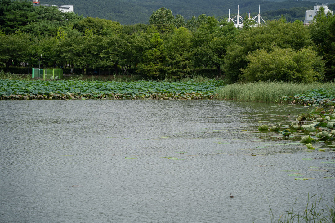만석공원 연잎