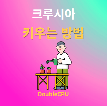 크루시아 키우기