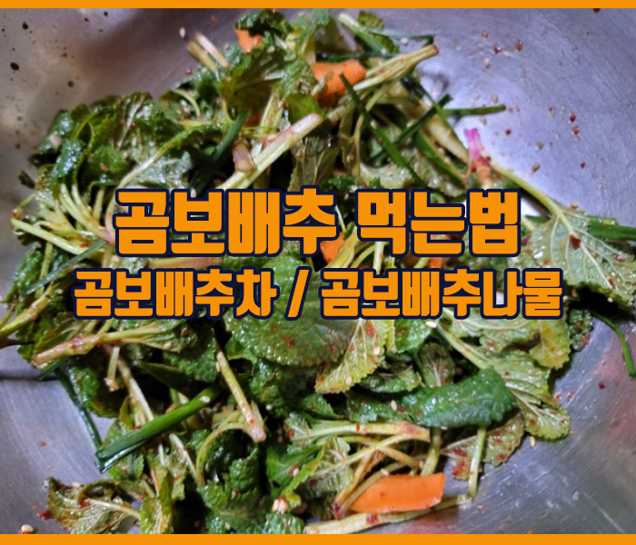 곰보배추 먹는법 - 곰보배추차, 곰보배추나물, 곰보배추샐러드