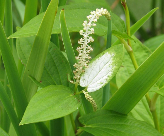 삼백초