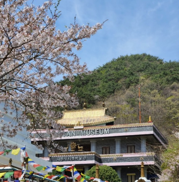 벚꽃명소 대원사