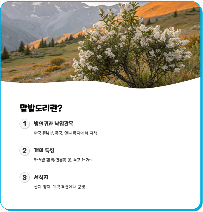 말발도리