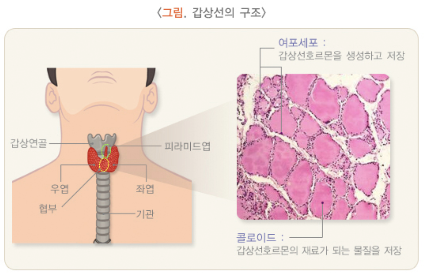 갑상선의 구조