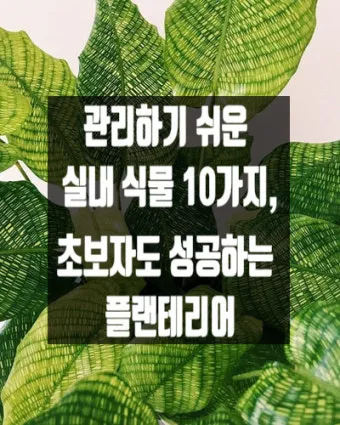 실내식물 초보 체크리스트 물주기 빛 습도 분갈이 한눈에 정리_12