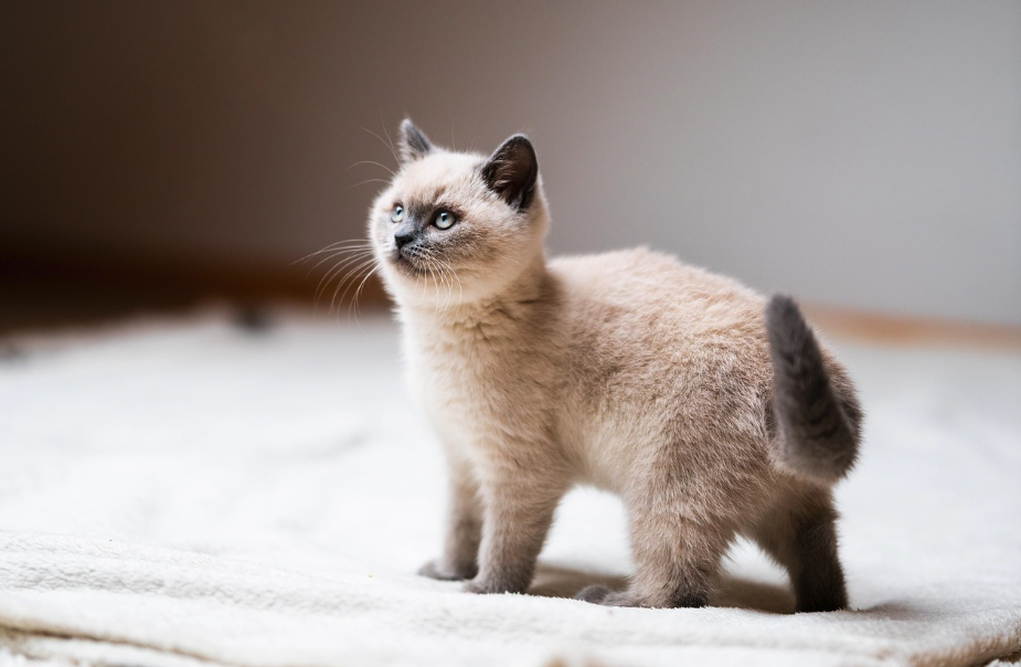 러그 위에 서있는 아기고양이