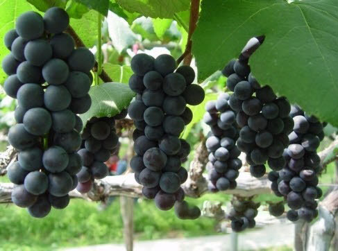 6시내고향 경기 안성 거봉 포도 파는 곳 전국 택배 은혜농원 온라인 전화 주문 추천