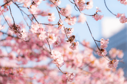 진해 군항제 무료 주차장 셔틀버스 실시간 교통상황 확인하기와 관련된 벚꽃사진