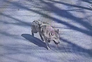 대전 오월드서 늑대 1마리 탈출