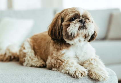 앉아있는 시즈.