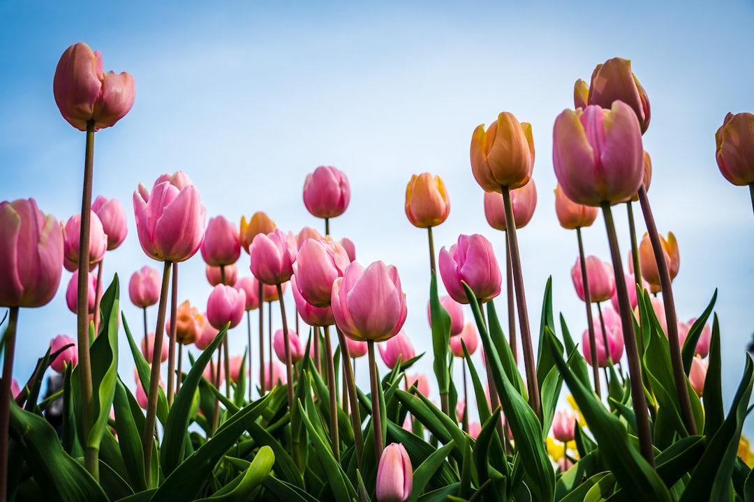Tulip
