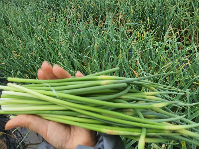 마늘쫑을 뽑아서 들고 있는 손