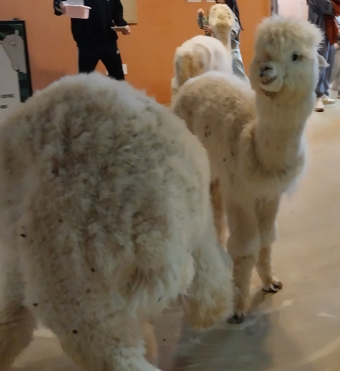 '테이블에이' 동물 체험 카페