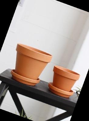 실내 공기정화식물 순위