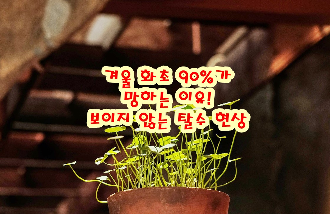 겨울 화초 90%가 망하는 이유! 보이지 않는 탈수 현상