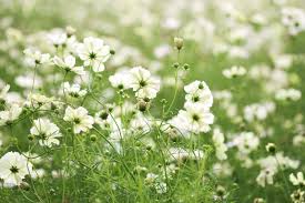 9월 꽃 축제 하는 곳