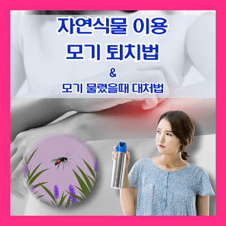 자연 재료 이용한 DIY 모기 퇴치 방법 과 모기 물렸을 때 대처법