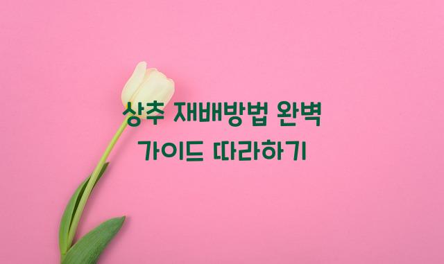 상추 재배방법